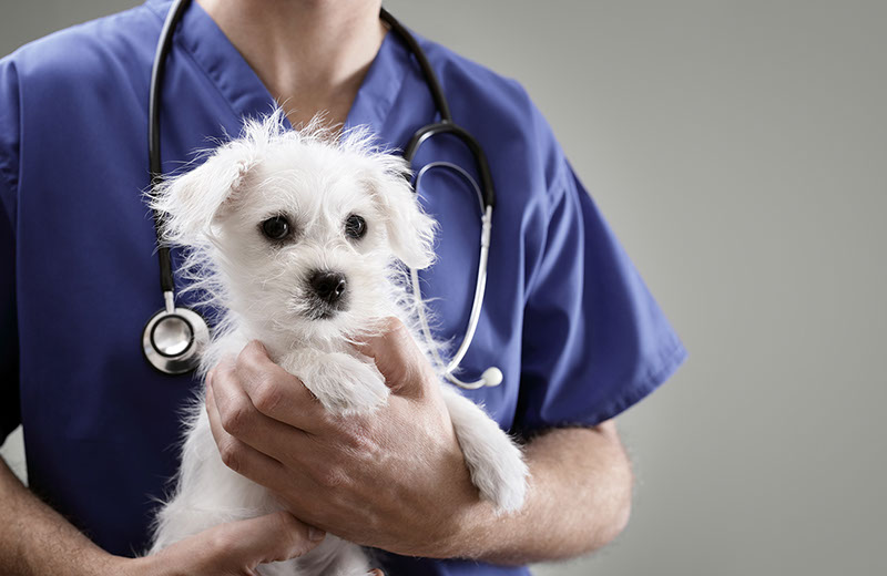 Weterynaria Pabianice - gabinet - galeria